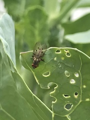 Anthomyia