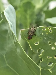 Anthomyia