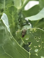 Anthomyia