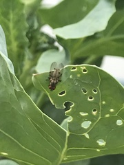 Anthomyia