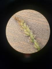 Eragrostis ciliaris