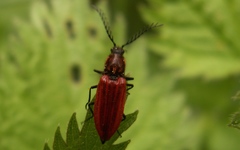 Anostirus purpureus