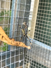 Trichonephila plumipes