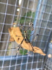 Trichonephila plumipes