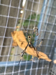 Trichonephila plumipes