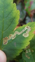 Phytomyza podagrariae