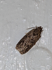 Stoeberhinus testaceus