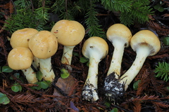 Cortinarius citrinifolius