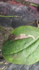 Phytomyza plantaginis