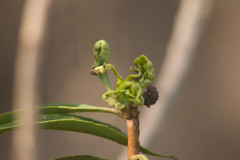 Klambothrips myopori