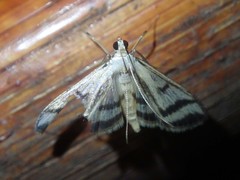 Perisyntrocha anialis