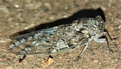 Soudaniella marshalli