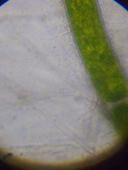 Spirochaetales