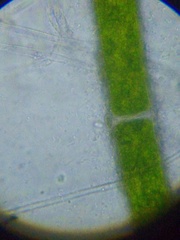 Spirochaetales
