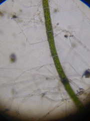 Spirochaetales