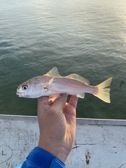 Genyonemus lineatus