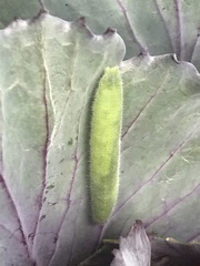Lepidoptera