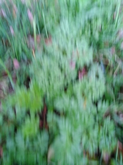 Anthriscus sylvestris