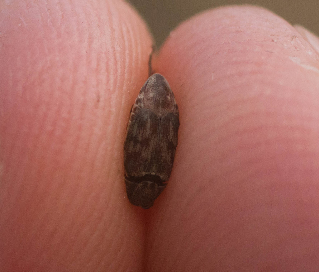 Leaf beetle