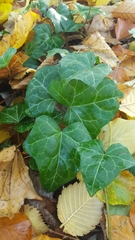 Hedera helix