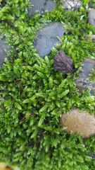Hypnum cupressiforme