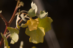 Chenopodium oahuense