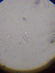 Spirochaetales