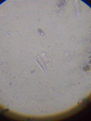 Spirochaetales