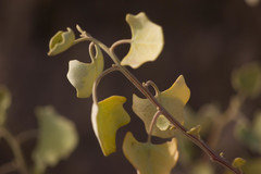 Chenopodium oahuense