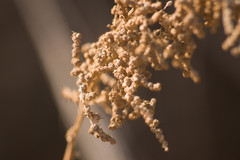 Chenopodium oahuense