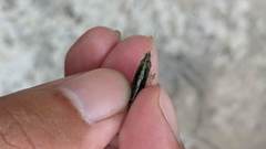 Neocaridina denticulata