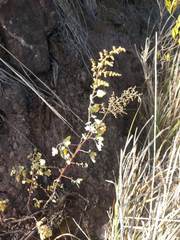 Chenopodium oahuense