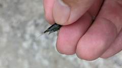 Neocaridina denticulata