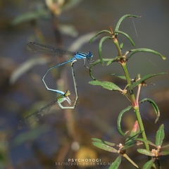 Pseudagrion australasiae