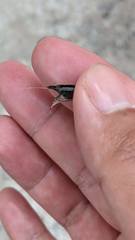 Neocaridina denticulata