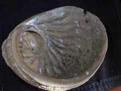 Haliotis scalaris emmae