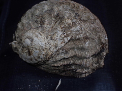 Haliotis scalaris emmae