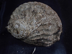 Haliotis scalaris emmae