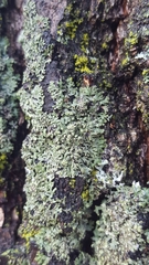 Phaeophyscia orbicularis