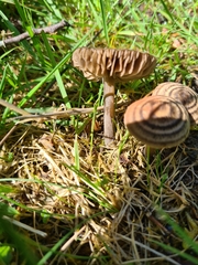 Entoloma perzonatum