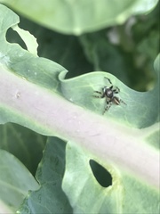 Araneae