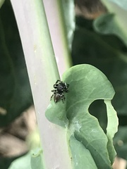 Araneae