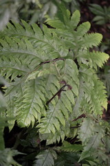 Tectaria griffithii