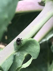 Araneae