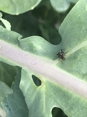 Araneae