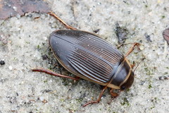 Dytiscus circumcinctus