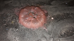 Paracondylactis sinensis