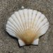 Pecten - Photo (c) Jacqui Geux, some rights reserved (CC BY), uploaded by Jacqui Geux