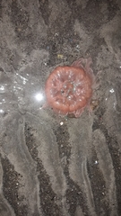 Paracondylactis sinensis