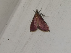 Pyrausta signatalis